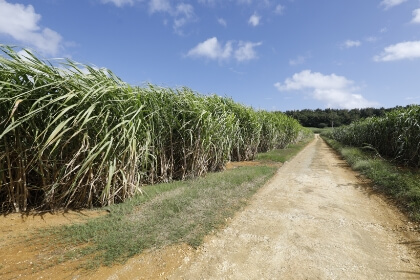 サトウキビ栽培と製糖業